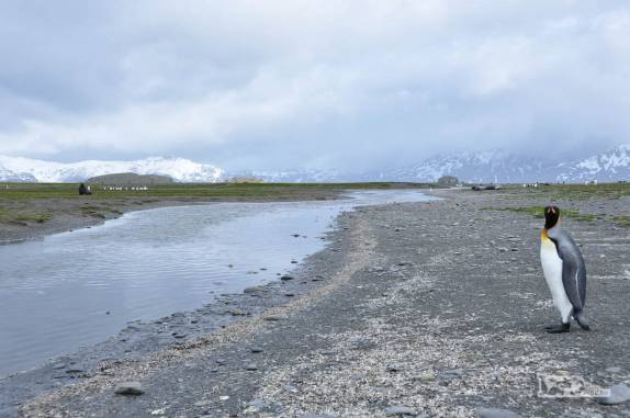 Um pinguim rei observa a vastidão de Salisbury Plain, na Geórgia do Sul